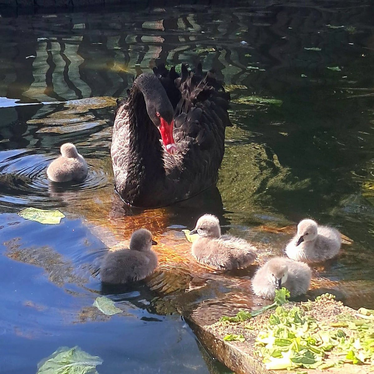 Kuğulu Park'ta, 29 Ekim Cumhuriyet Bayramı'nda 5 minik yavru kuğu dünyaya geldi.