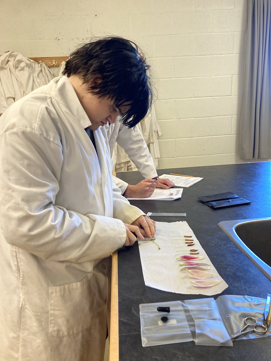 Biology 3201 students dissecting flowers 🌺 today in their angiosperm investigation ⁦<a href="/hthscience/">HTH Science</a>⁩ ⁦<a href="/hthtigers/">HolyTrinityHigh</a>⁩