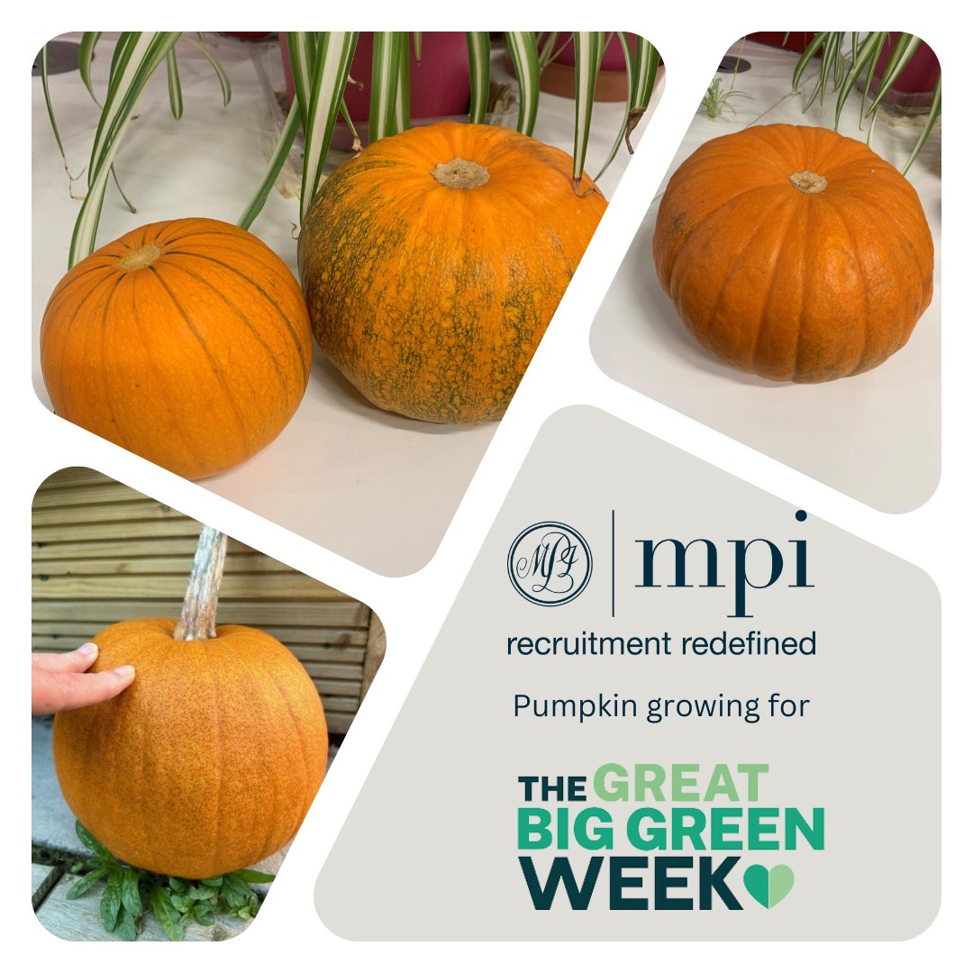 Earlier this year, MPI joined #GreatBigGreenWeek by sending pumpkin seeds to everyone to grow. Fast forward to now, &amp; we’ve got some amazing pumpkins—just in time for the season! 🎃
Shoutout to all our green-thumbed legends and #HappyHalloween tomorrow! 👻

#RecruitmentRedefined