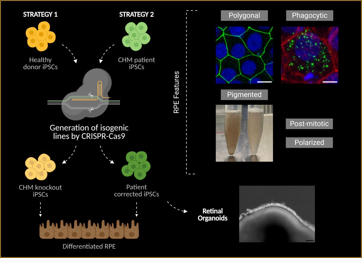 Seabra Lab tweet media