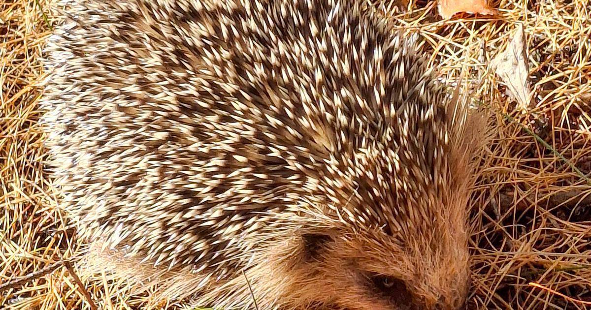 Juvan Lehti tweet media