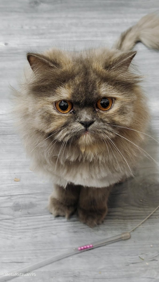 ratuengland64's tweet photo. Kucing indoor saya bernama Bella, warna kelabu hilang. Terlepas keluar dari rumah &amp; tak pulang2.

Mohon jasa baik sesiapa ada ternampak atau jumpa dia, minta tolong maklumkan pada saya ya. Saya menetap di #DesaSetapak, #WangsaMaju

Minta panjangkan mesej ni pada mana2 platform 🙏🏻 https://t.co/0LLl3r0SkW