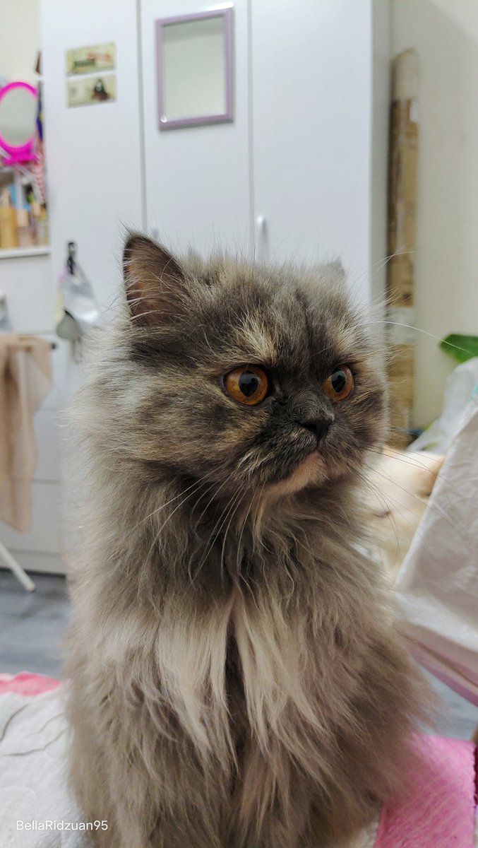ratuengland64's tweet photo. Kucing indoor saya bernama Bella, warna kelabu hilang. Terlepas keluar dari rumah &amp; tak pulang2.

Mohon jasa baik sesiapa ada ternampak atau jumpa dia, minta tolong maklumkan pada saya ya. Saya menetap di #DesaSetapak, #WangsaMaju

Minta panjangkan mesej ni pada mana2 platform 🙏🏻 https://t.co/0LLl3r0SkW