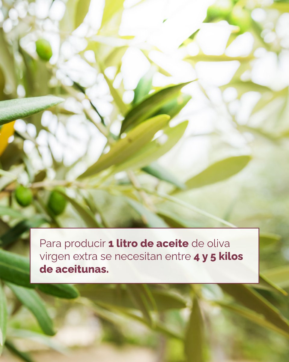 oleocano's tweet photo. ¿Sabías que... para producir 1 litro de aceite de oliva virgen extra se necesitan entre 4 y 5 kilos de aceitunas? 🌿💡

Desde la recolección hasta la extracción en nuestra almazara, cuidamos cada detalle para que disfrutes de un AOVE lleno de sabor. https://t.co/LygwLFjuRz