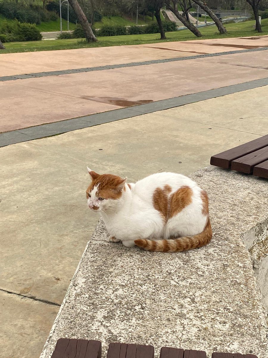 Yine bir yerlerde kedi görmüşümdür, (bu sefer love kedisi) 🤎