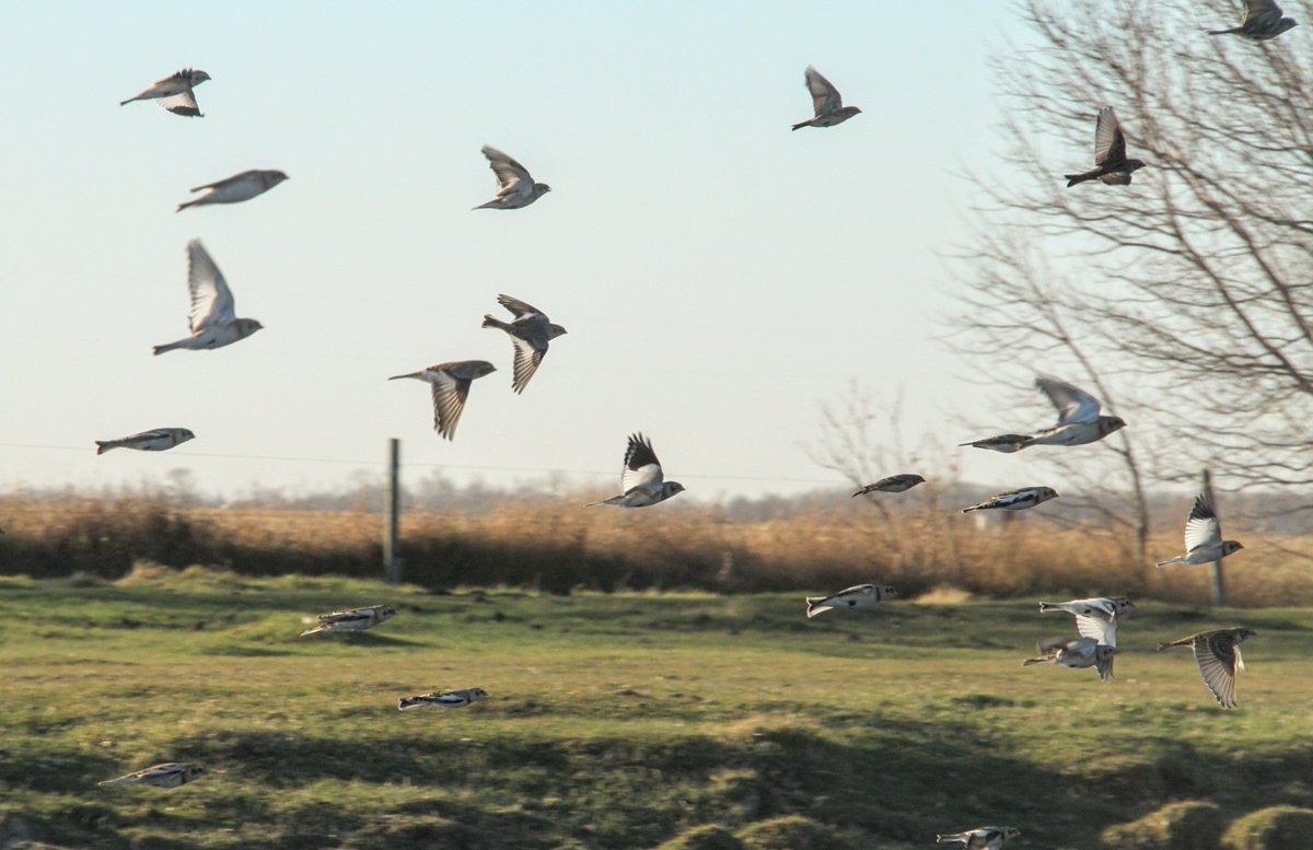 JBMEquiFarms's tweet photo. Proof that land hippos exist π€£π€£
And oh ya
Snow Buntings arrived here last night !
I hope this flock stays here...I love them β€οΈ
#manitoba #mbwx #snowbirds #MommaG https://t.co/9PJQOphObl