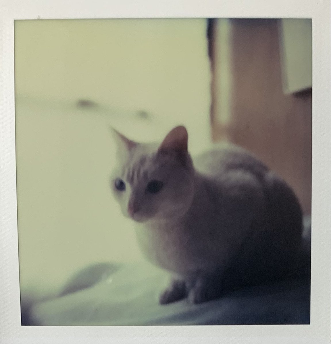 sx70xx's tweet photo. いばりん坊のお姫様だったチロ。とても綺麗な子でした。美人薄命だったけど、見た目だけでなく純粋な魂でした。また会いたい。
#chiro #チロ子 #cat #sx70 #timezero #ねこ https://t.co/km0lVjacWh