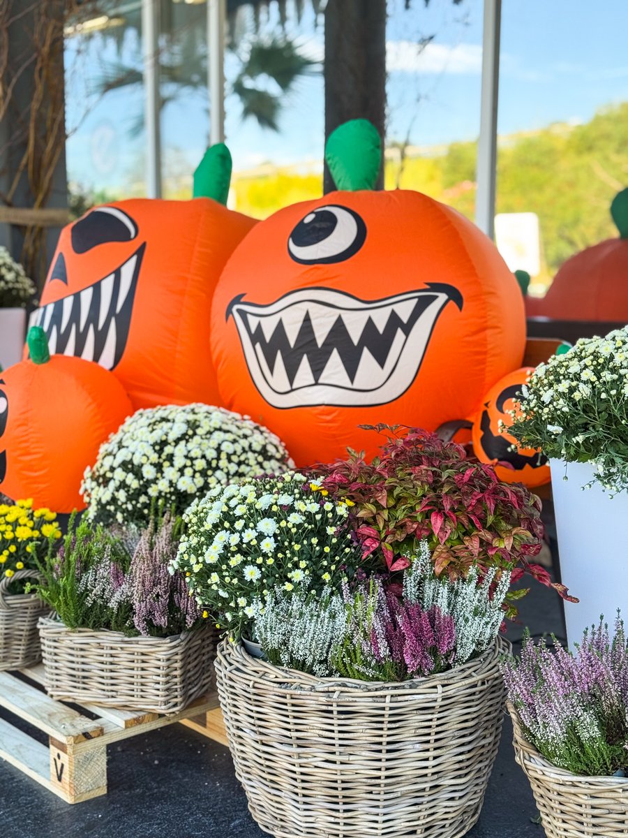 Vivers Ernest 🧡 Home & Garden tweet media