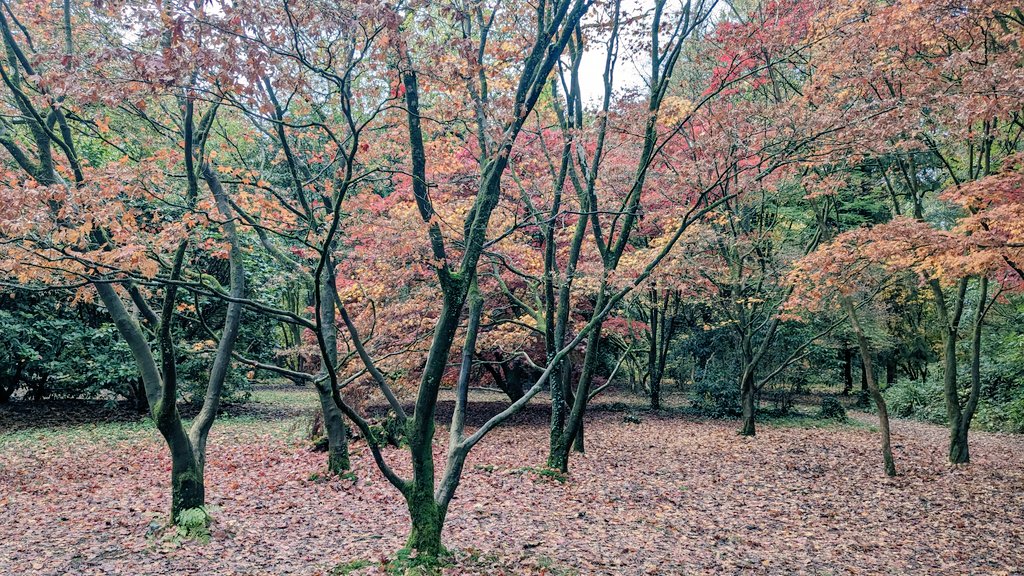 Parc Cefn Onn after the rain.
