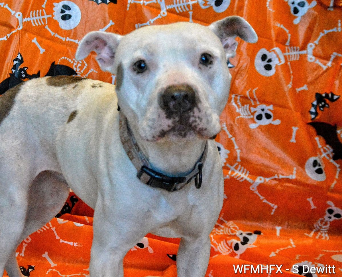 WaterfrontMdaHfx tweet media