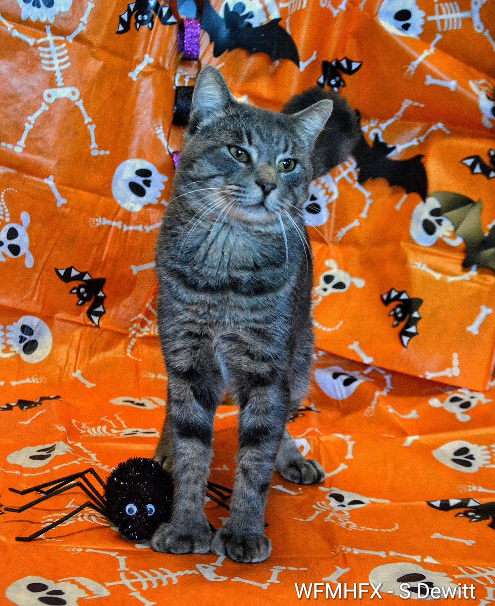 WaterfrontMdaHfx tweet media