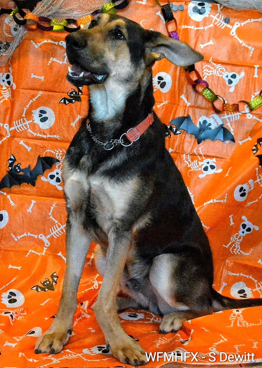 WaterfrontMdaHfx tweet media