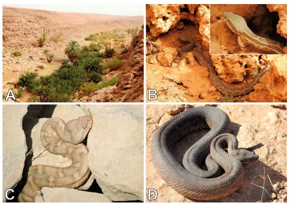 Moorish Viper, Daboia mauritanica (Gray, 1849) (Squamata, Viperidae), in Algeria: new provincial records, range extension, and an update on its distribution 

doi.org/10.15560/20.2.… 

#Citizenscience #NorthAfrica #reptile #Sahara #checklist #checklistjournal #pensoftpublishers