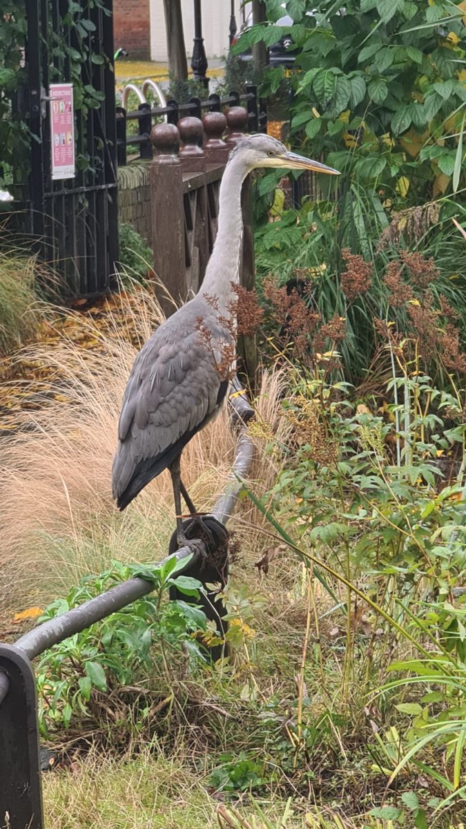 BOSTSE1's tweet image. A half term visitor in Red Cross Garden - have you popped by one our green spaces this holidays? Perfect places to explore nature in the city, or enjoy a snack 😬 #HalfTerm