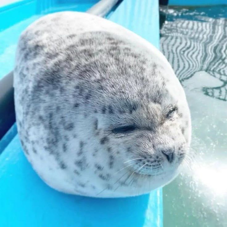 kewl seal tweet media