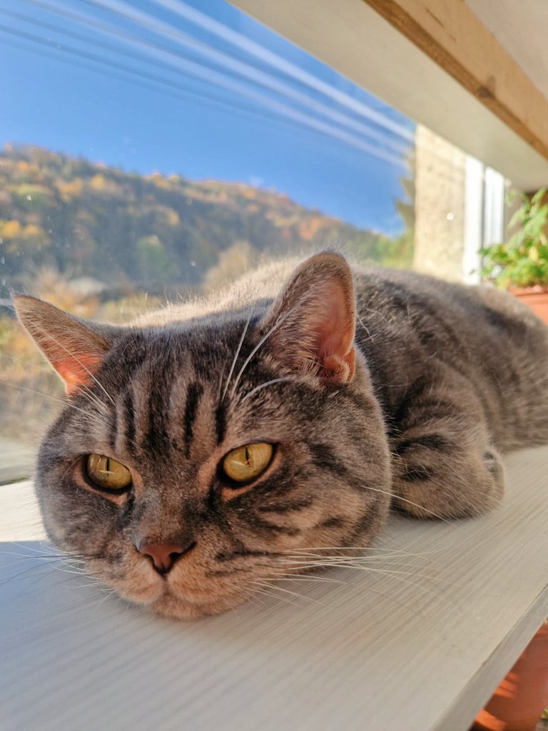Fúzik The Cat tweet media