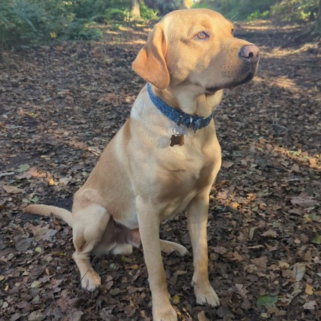 OscarHooch's tweet photo. You don't have to be vegan to celebrate some of the benefits. At Oscar &amp; Hooch we are committed to being kind to both the planet and our dogs.🌝🐶

Of course being kind can still be ultra-stylish! #WorldVeganDay #worldveganday #tweeddogcollar https://t.co/6uUnlojRex