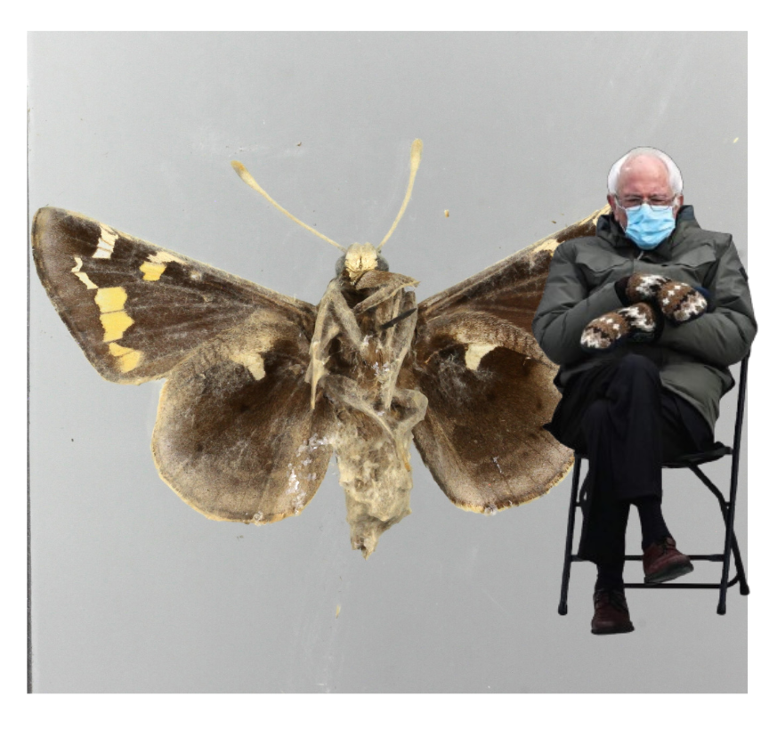 If you know what I mean. Meme! 
#butterflyexplorers