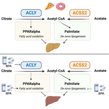 New!  Online now: Bempedoic acid suppresses diet-induced hepatic steatosis independently of ATP-citrate lyase dlvr.it/TFrR4n