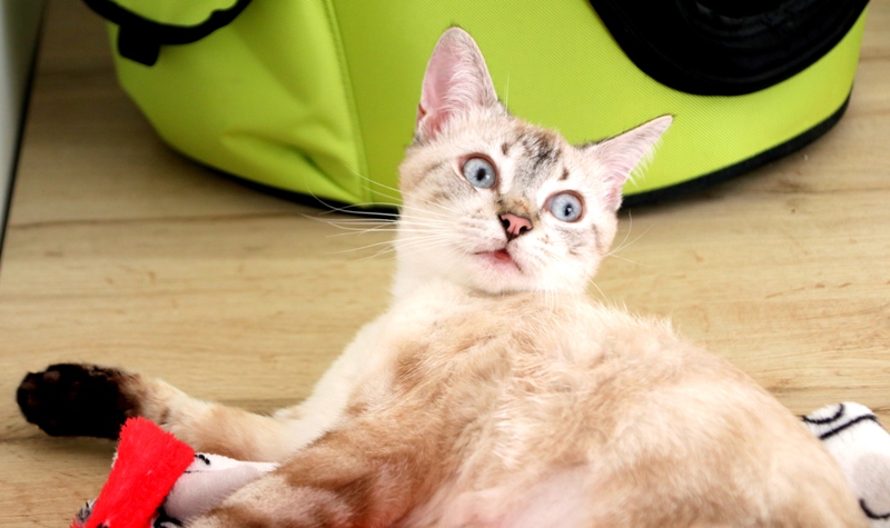 AdopFelinasVLC's tweet image. #SYBILLA encantadora con su lengüecita fuera 💖💖
adopcionesfelinasvalencia.es/gatos-en-adopc…