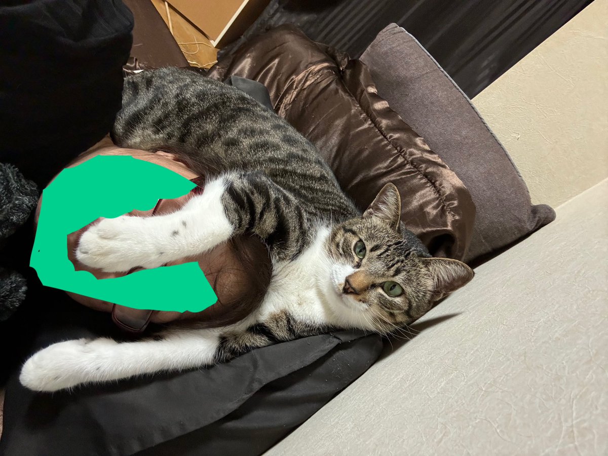 椎名 桃@しーももは緑推し tweet media