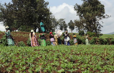 TheWIPCentre's tweet photo. 🌱Have expanded reforestation efforts by planting over  500 trees in landslide-prone Nyamukubi, addressing soil erosion &amp; flood prevention. Together with women in the village, they’re building a safer environment. #WomenLeadClimateAction https://t.co/YJPb1X3I9I