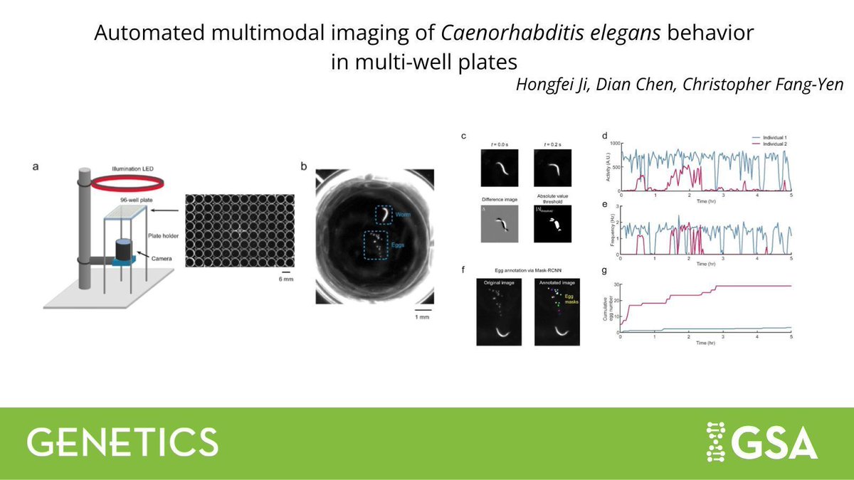 Genetics Society of America (@geneticsgsa) on Twitter photo Everything Everywhere All At Once 🪱
<a href="/jhongfei/">Hongfei Ji, PhD</a> Chen & <a href="/cfangyen/">Christopher Fang-Yen</a> report an automated, high-throughput, high-resolution imaging method that longitudinally records 96 animals in parallel, quantifying locomotion, behavioral states, & egg-laying in #Celegans.
bit.ly/4heHEay Everything Everywhere All At Once 🪱
<a href="/jhongfei/">Hongfei Ji, PhD</a> Chen & <a href="/cfangyen/">Christopher Fang-Yen</a> report an automated, high-throughput, high-resolution imaging method that longitudinally records 96 animals in parallel, quantifying locomotion, behavioral states, & egg-laying in #Celegans.
bit.ly/4heHEay