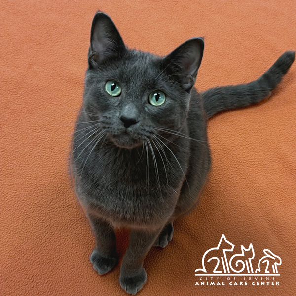 IrvineAnimals's tweet image. Happy #NationalCatDay! These are just a few of the picture-purrfect kitties awaiting their forever homes right now at the center.

For more information on the adoption process, visit irvineanimals.org/adopt.

#AdoptLocal #IrvineAnimals #IrvineAnimalCareCenter