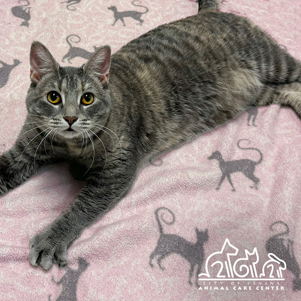 IrvineAnimals's tweet image. Happy #NationalCatDay! These are just a few of the picture-purrfect kitties awaiting their forever homes right now at the center.

For more information on the adoption process, visit irvineanimals.org/adopt.

#AdoptLocal #IrvineAnimals #IrvineAnimalCareCenter