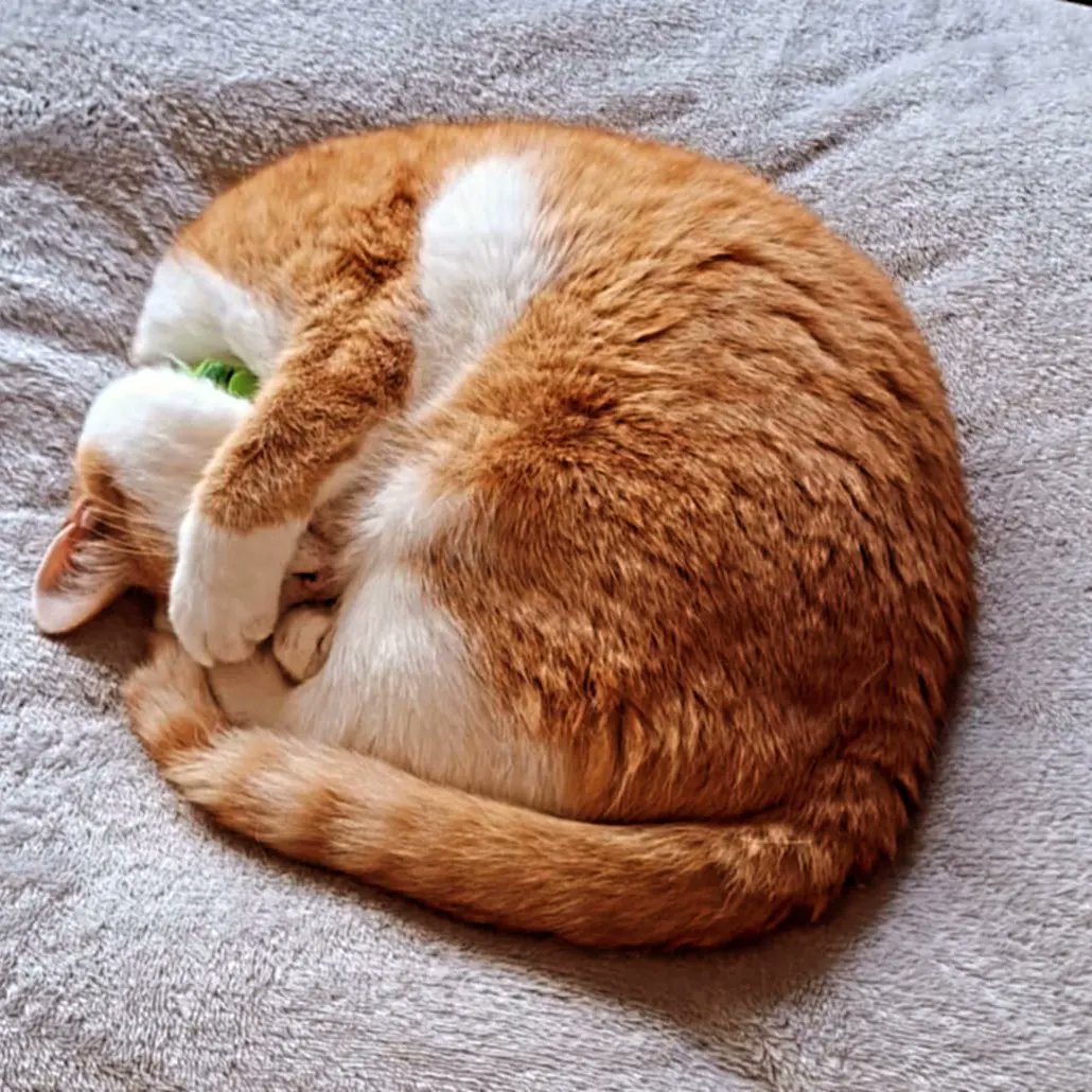 Cosmo363's tweet photo. Always doing what she does best! Wouldn't have her any other way! Absolutely love her to bits! 🐱🧡🥰 #nationalcatday
https://t.co/VK82i9q5g9 https://t.co/GSHuciKvoj