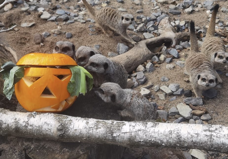 lizwildlifepark's tweet photo. Excitement is building โฆ
#Spooktacular #HopTuNaa #Halloween #Meerkats
๐ท Emma https://t.co/uFmuq79LZ1