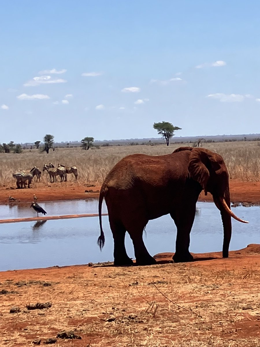 🇰🇪Arriving at Ngutuni Lodge in Tsavo East, we were treated to a huge collection of animals just outside our rooms. An evening game drive allowed us to see warthogs, elephants, zebras, giraffes, hyena and lots of other animals amongst the stunning bush