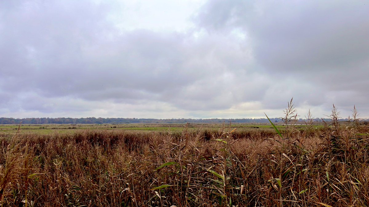 Decided to have a change of scenery and try and see the Buckenham Lesser Yellowlegs today. No luck with that. 2 Water Pipits, 3 White-fronts and Green Sandpiper. Of course a Barred Warbler was found at Beeston Bump 🤷 Serves me right.