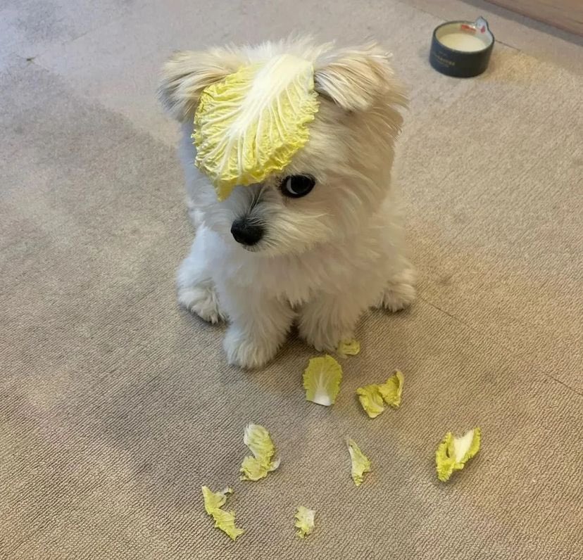 twaniimals's tweet photo. ㅤ https://t.co/aSnledSHUq