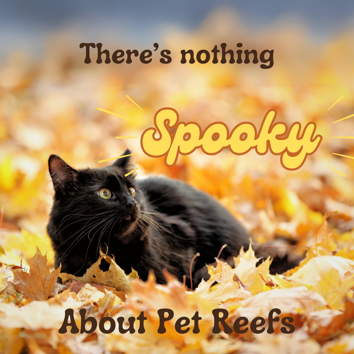 This spooky season, there's one thing that won't give you a fright- Pet Reefs! Honor your sweet companion with a memorial that supports marine life.