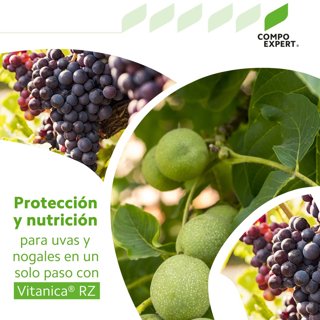 🌱 Protección y nutrición en un solo paso con Vitanica® RZ 🌱 No solo es un fertilizante líquido de alta calidad, también ofrece protección biológica contra patógenos como phytophthora, gracias a la cepa R6-CDX de Bacillus amyloliquefaciens.🌿Pedinos más información! #compoexpert