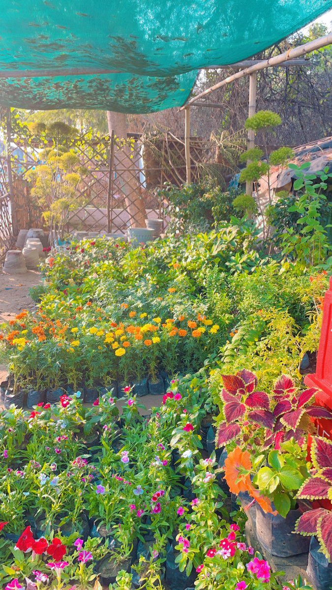 rajputfarms1's tweet photo. Rajputs Farms Nursery: Kanpur's Green Haven 🌱
Best nursery in Kanpur! 🏆 Wide variety of plants at great prices. 💰
#Kanpur #KanpurGardening #PlantLover #GreenThumb #RajputsFarmsNursery #PlantsOfInstagram #GardeningTips #UrbanJungle #NatureLovers #rajputfarms #rajputfarm https://t.co/DURMK2SX4k