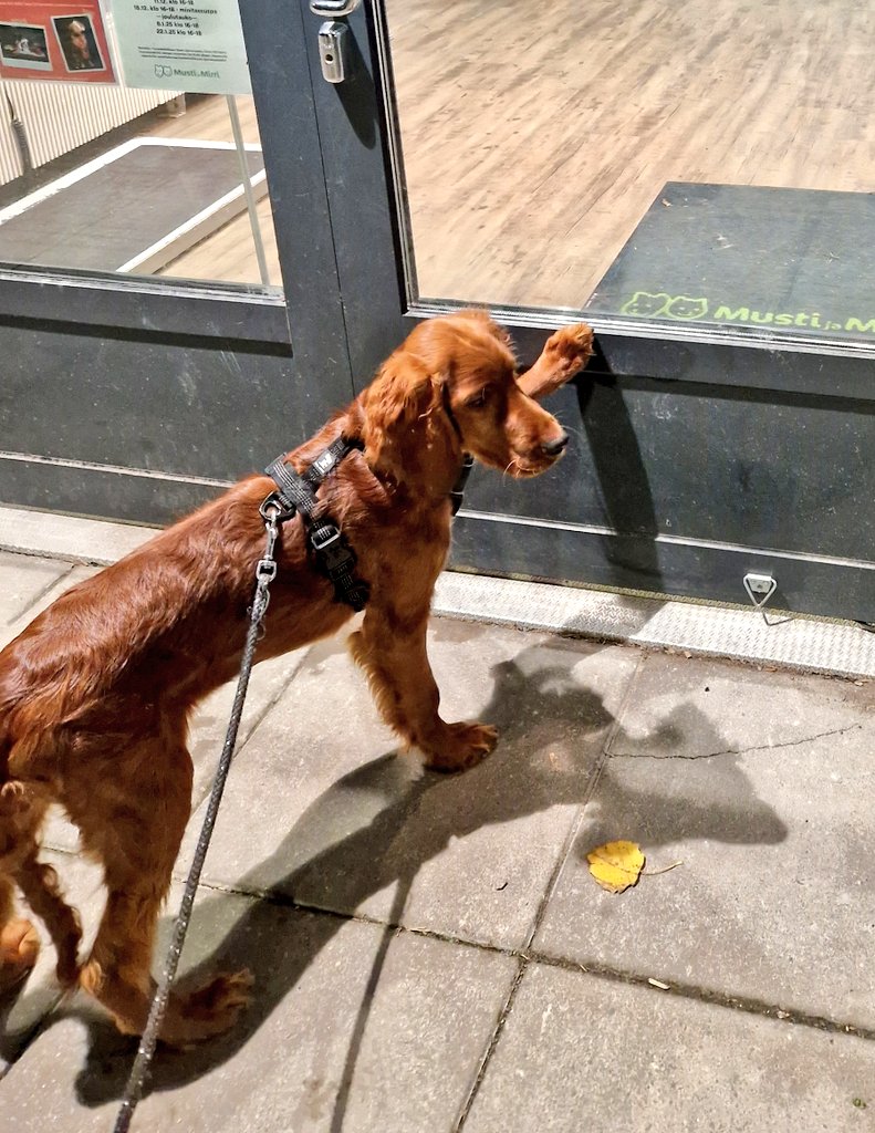 Kun et millään haluaisi lähteä kotiin pentutapaamisesta #neliraajajarrutus #Daalia