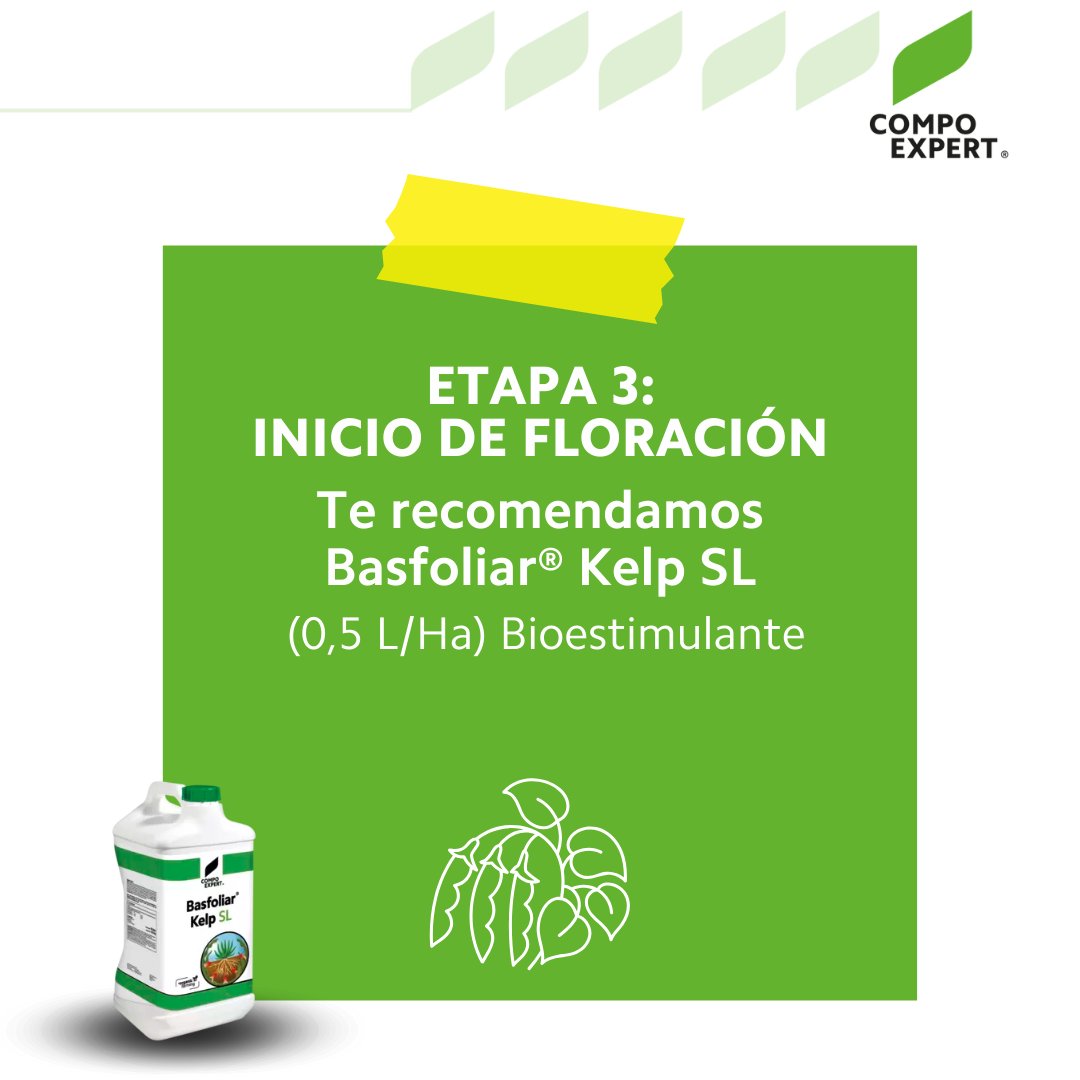 CompoExpertArg's tweet photo. 🌿 La soja es clave en la producción alimentaria, destaca por su resistencia y adaptación a diversas condiciones. Su éxito depende de un manejo adecuado y de una fertilización ajustada a cada etapa de crecimiento.🌱 ¡Conocé nuestra propuesta! #compoexpert #fertilizantes https://t.co/rHMTxEzQHr