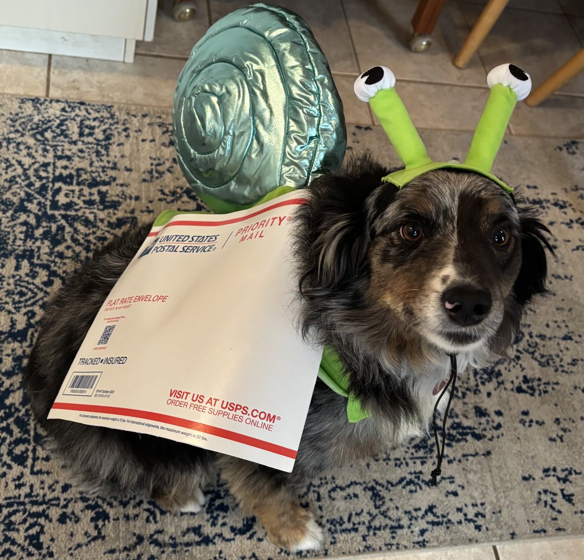 the goose is loose tweet media