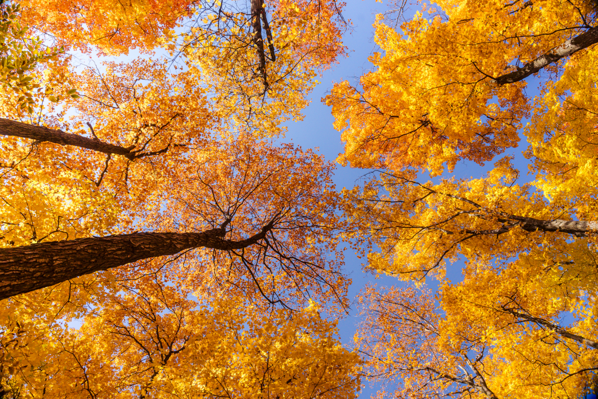 grandriverca's tweet photo. Experience the best of fall colors at the Grand River Conservation Areas. Shade’s Mills and Pinehurst Lake Conservation Areas are bursting with vibrant colors. It’s the perfect time to capture nature’s beauty. Don't miss it! 
Share your fall photo with us using #GrandFallColours! https://t.co/mzdZ9l9Q9W