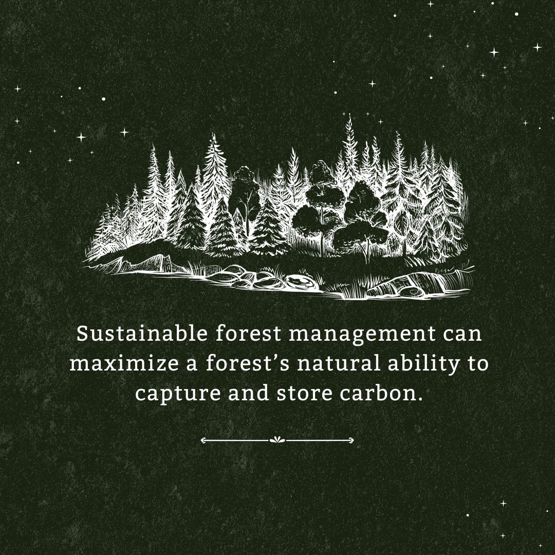 WAWorkingForest's tweet image. Sustainable forest management leads to climate-smart outcomes in working forests. And when you include carbon-storing wood products, the potential benefits are even greater. #workingforests #ClimateSmartForestry #ModernForestry