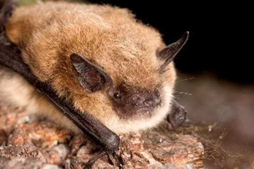 The Yuma bat is found in the western US and Mexico. Oklahoma’s panhandle and western plains share environmental characteristics with the bat’s habitat, including proximity to water, which is essential to its foraging behavior.

#BatWeek

[Photo of a Yuma bat]
M. Durham Photo