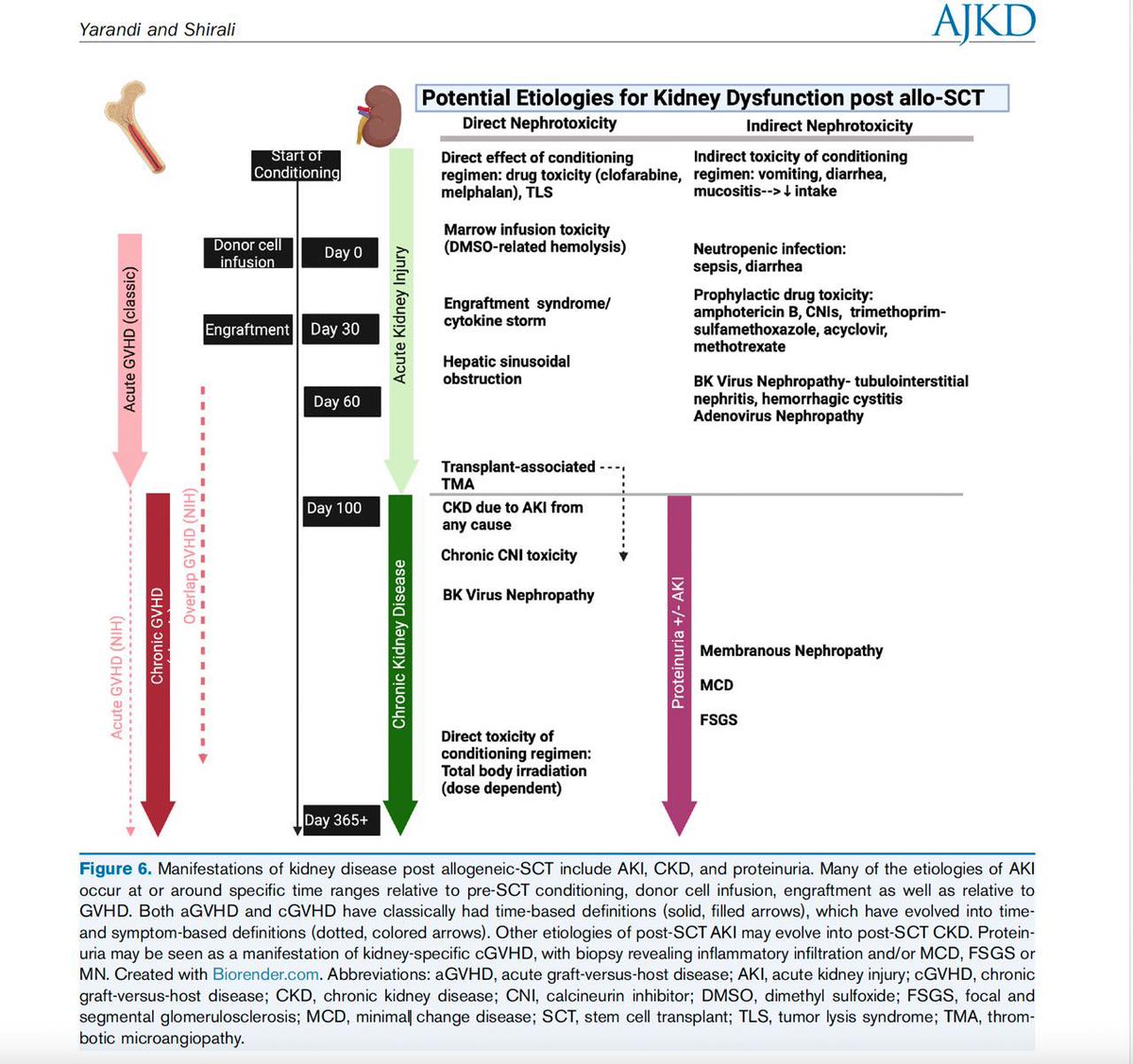 Kidney disfunction post alloSCT.