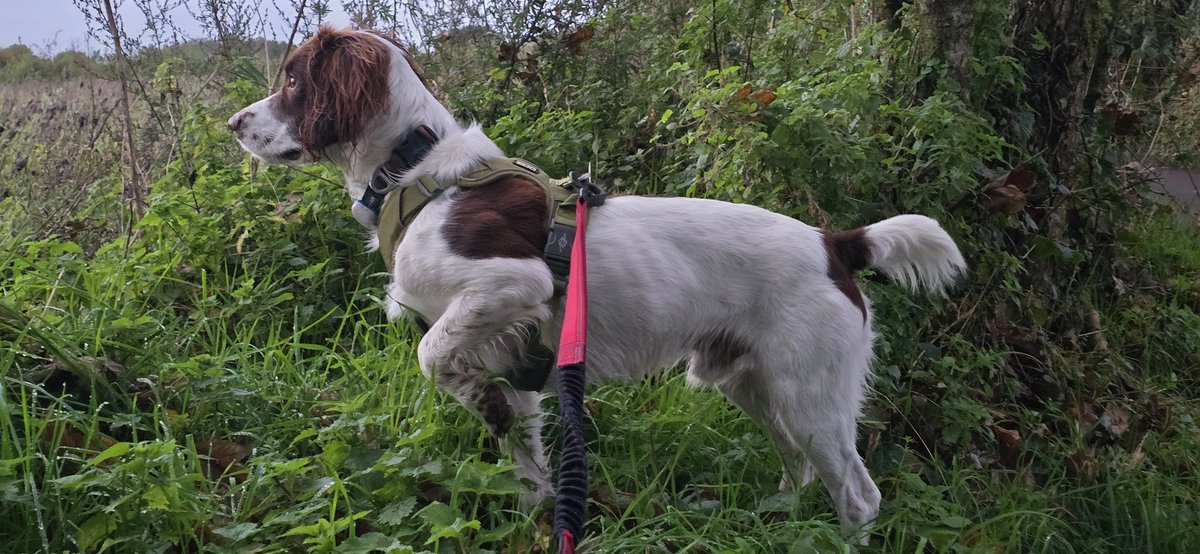 redteamJSY's tweet image. What's it like walking a spaniel who can hear and smell pheasants 😂🫣😬
#springerspaniel #spanner #bornhunter