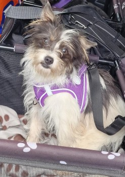 millypod1's tweet photo. 🆘29 OCT 2024 #Lost THISTLE #ScanMe #Tagged
YOUNG White & Black Yorkshire Terrier Cross Female
#Whaddon #MiltonKeynes #MK17 #Buckinghamshire #Bucks https://t.co/T9ItmEaDDa https://t.co/rEqMZSh54X