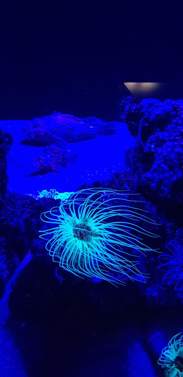 Julien Henri tweet media