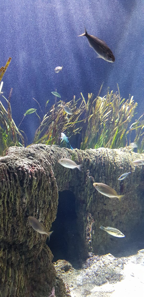 Julien Henri tweet media