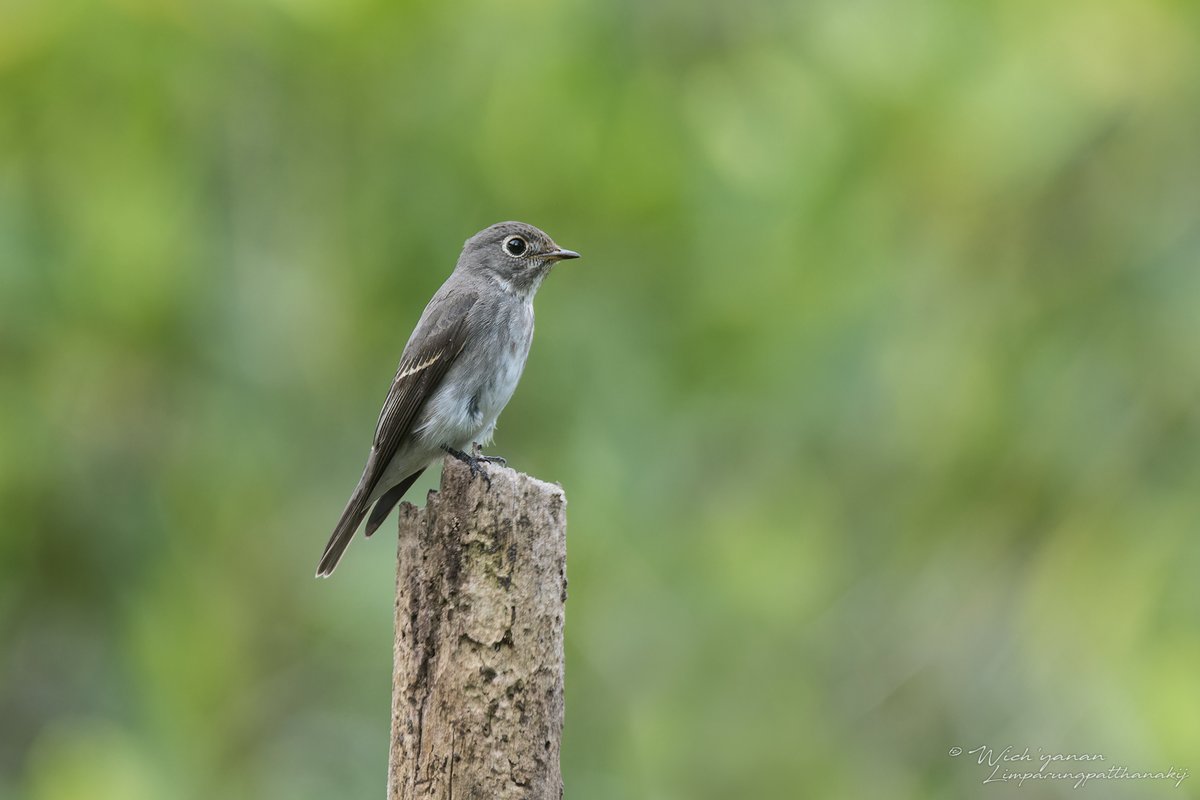 jayshrike's tweet photo. A nice late afternoon session in a suburban woodland w/ awesome #migrant songbirds, some of which would later have continued their #migraton in the night 🌃
#BirdsOfTwitter #BirdsSeenIn2024 #birdphotography #BirdTwitter #birding #NatureBeauty #songbird #wildlifephotography #Aves https://t.co/3slPEYyEUQ