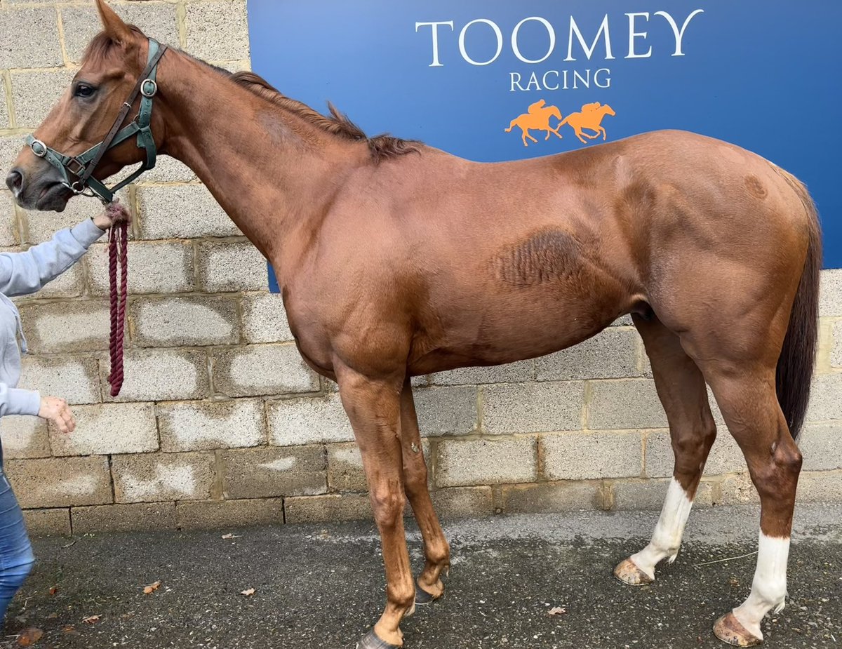 BToomeyRacing's tweet image. Very happy with new arrival Thunder Ball from @Tattersalls1766